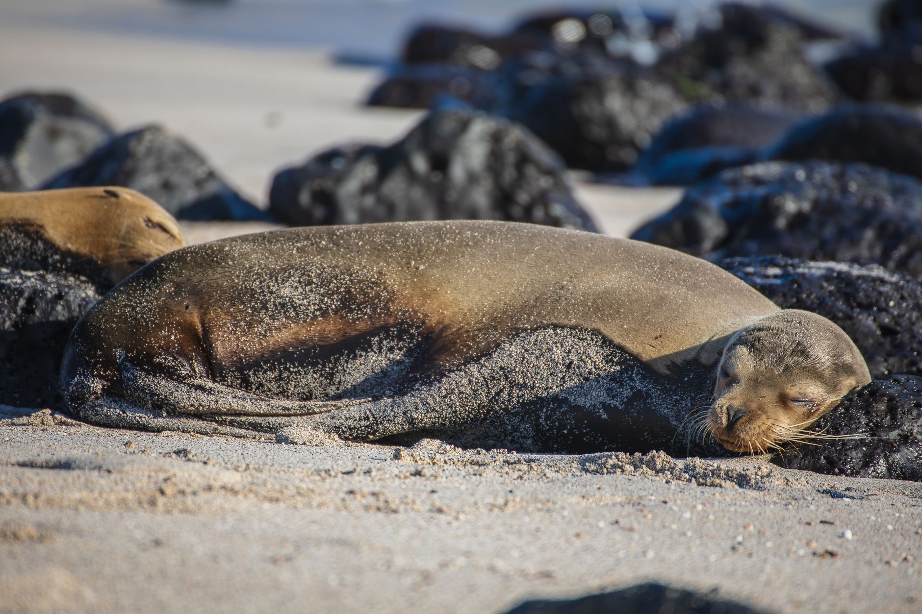 Sea lion resting on a rock in Puerto Ayora