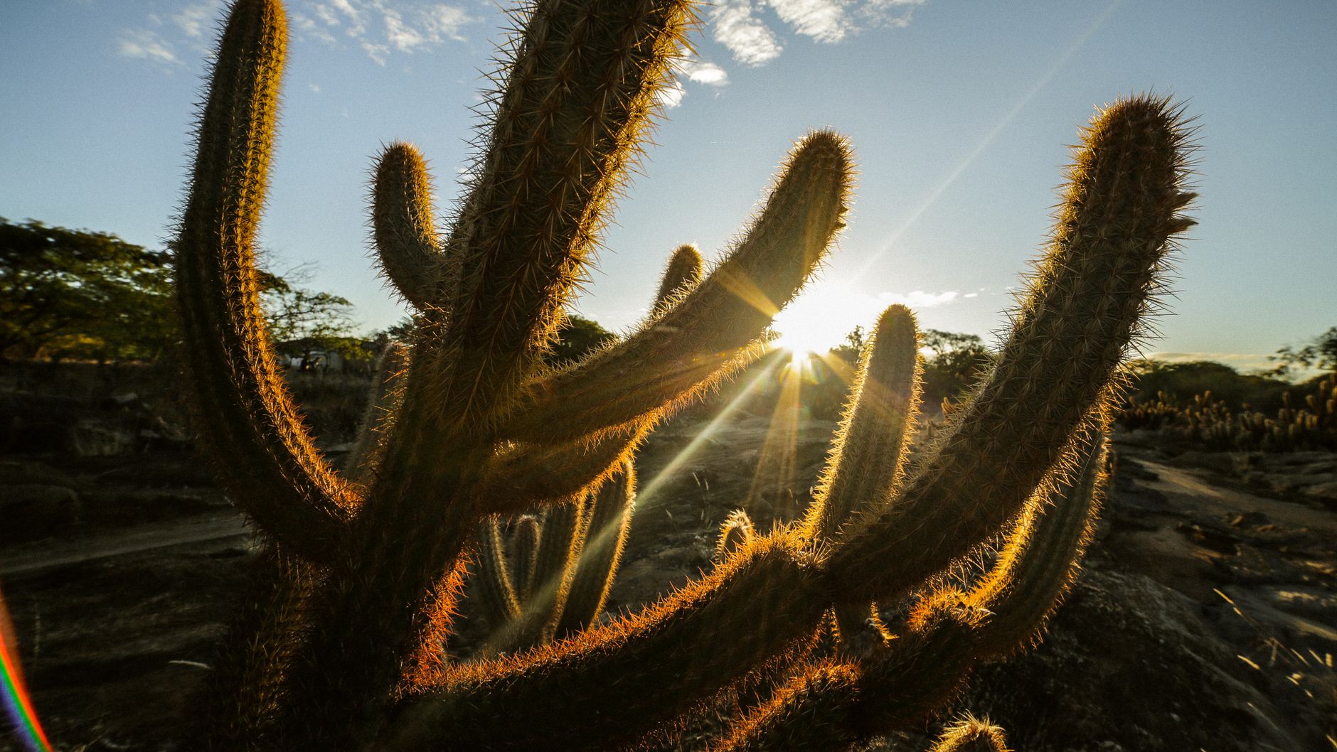 Typical caatinga vegetation in the Bahian sertão