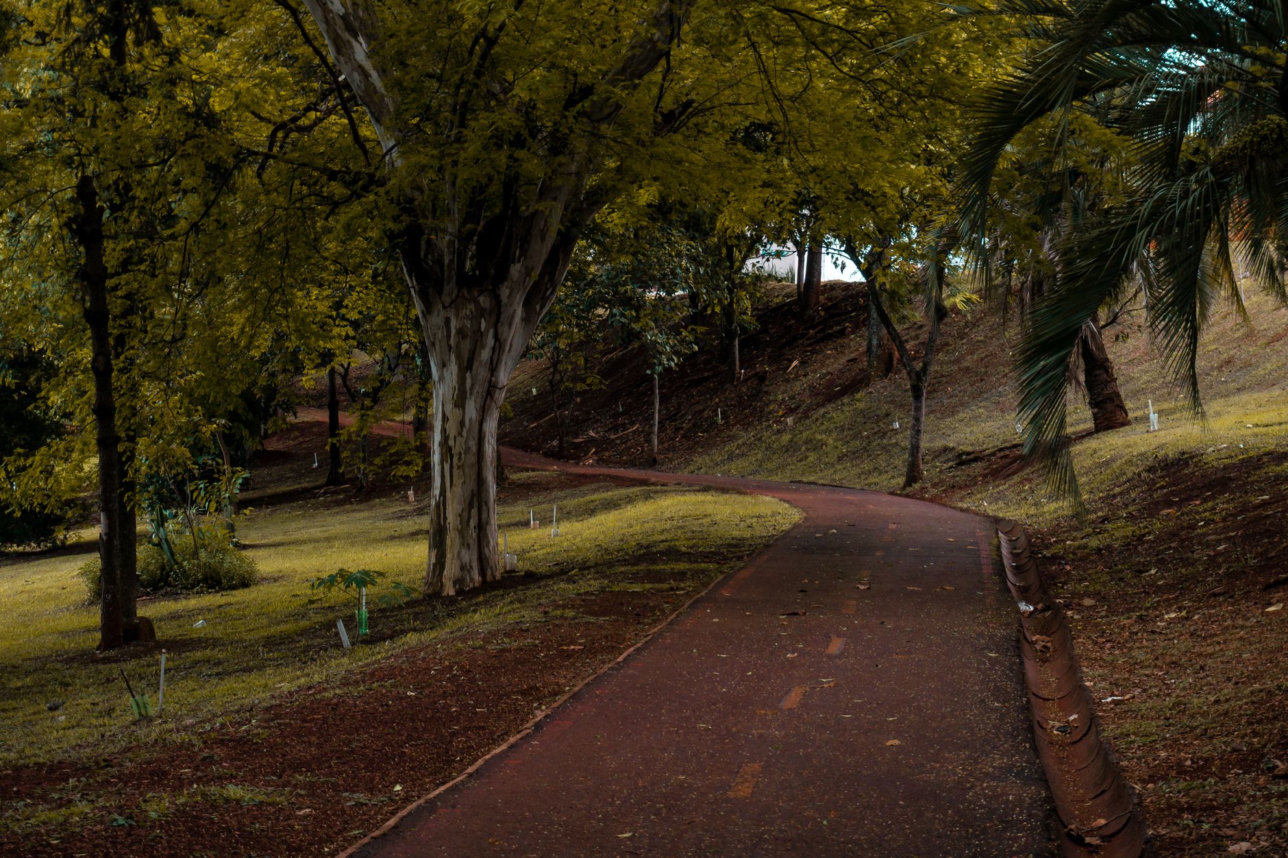 Caminho arborizado dentro de um parque em Cascavel