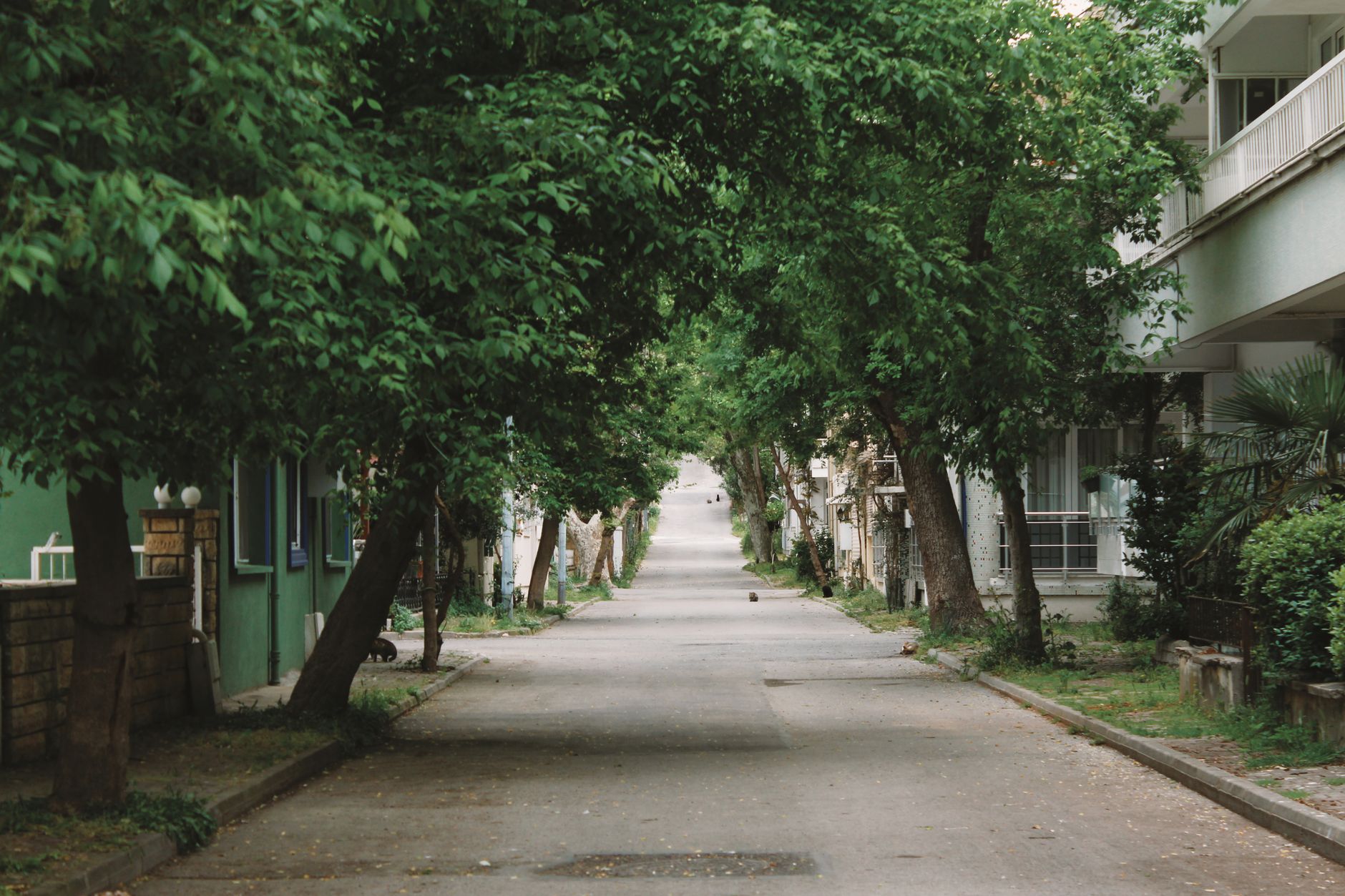 Avenida arborizada numa cidade do Mato Grosso do Sul