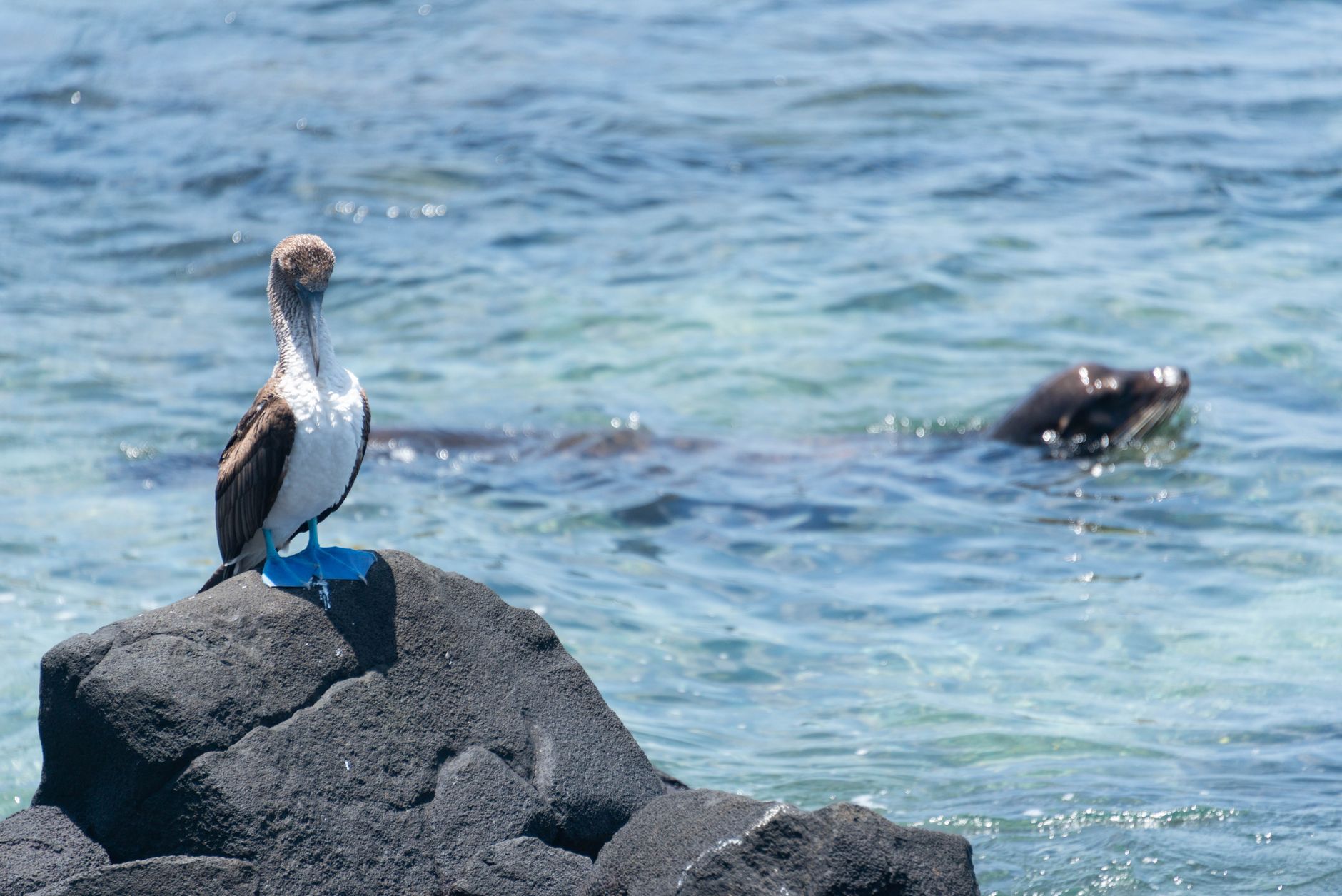 Costa de Puerto Baquerizo Moreno nas ilhas Galápagos