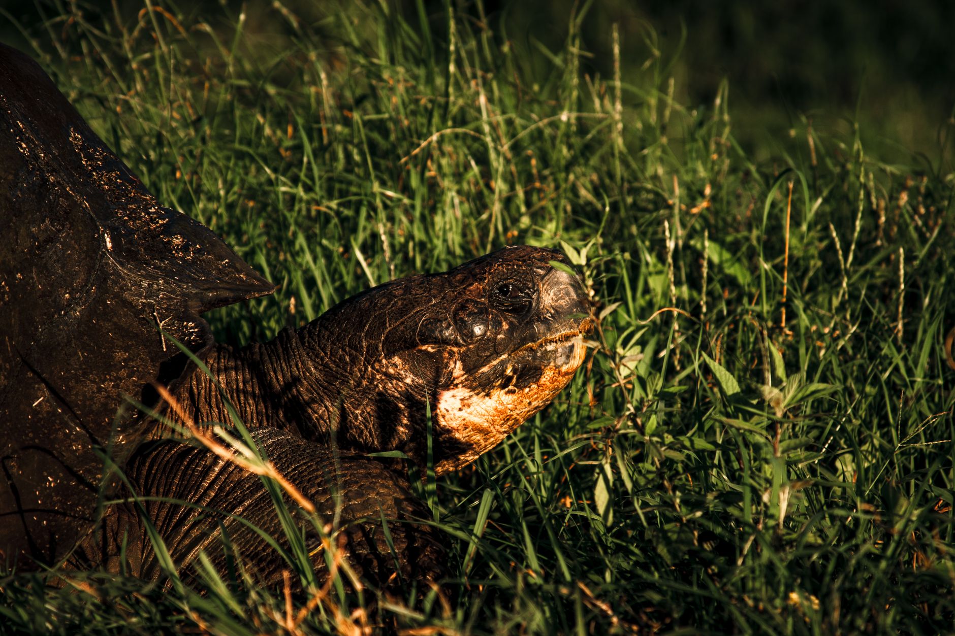 Alojamento simples rodeado de vegetação em Santa Cruz, Galápagos