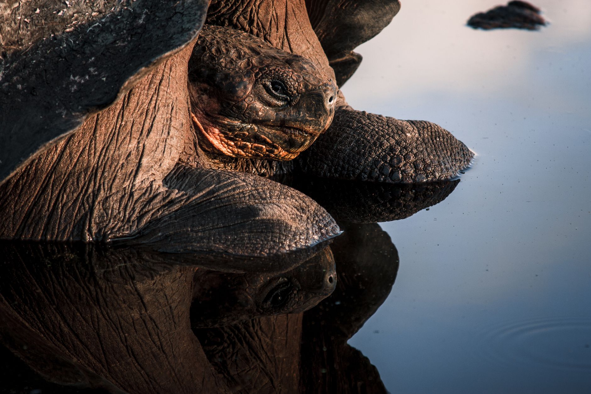 Tartaruga gigante das Galápagos nas terras altas de Santa Cruz