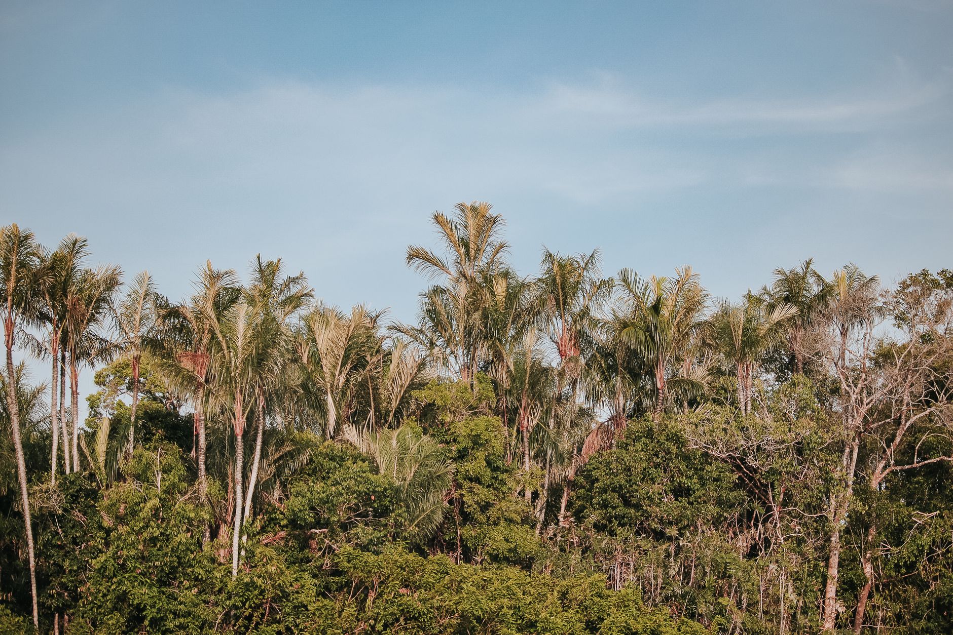 Amazon rainforest vegetation near Porto Velho