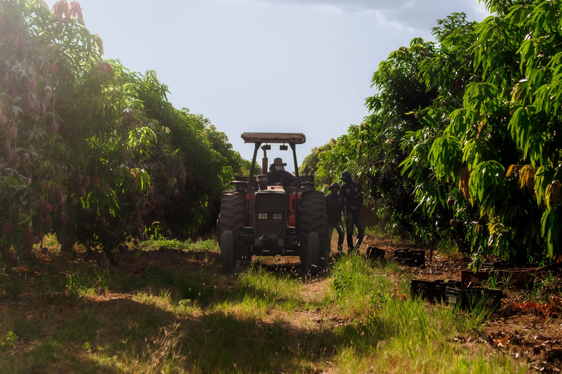 Irrigated mango plantation near Petrolina during harvest season