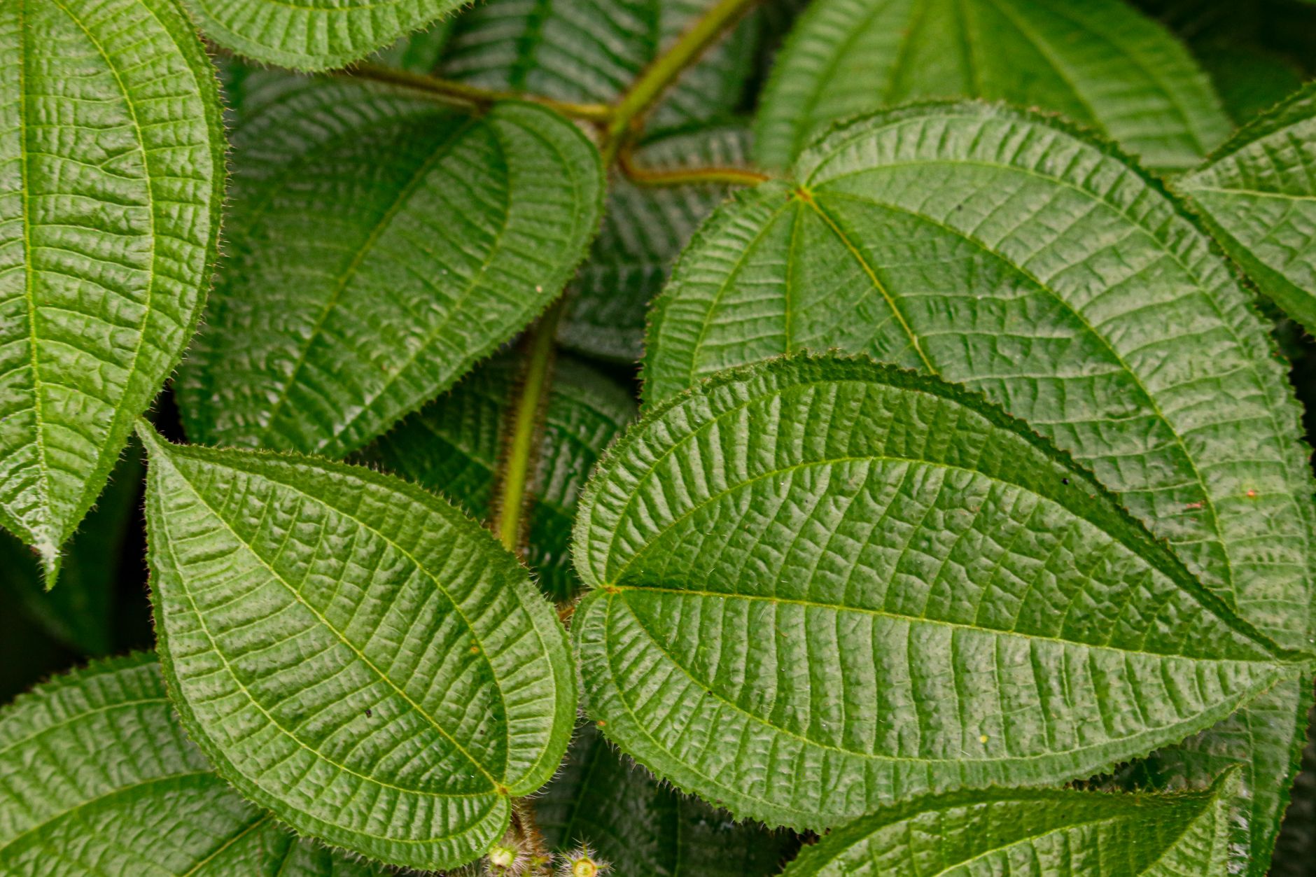 Vegetação amazónica exuberante perto de Marabá