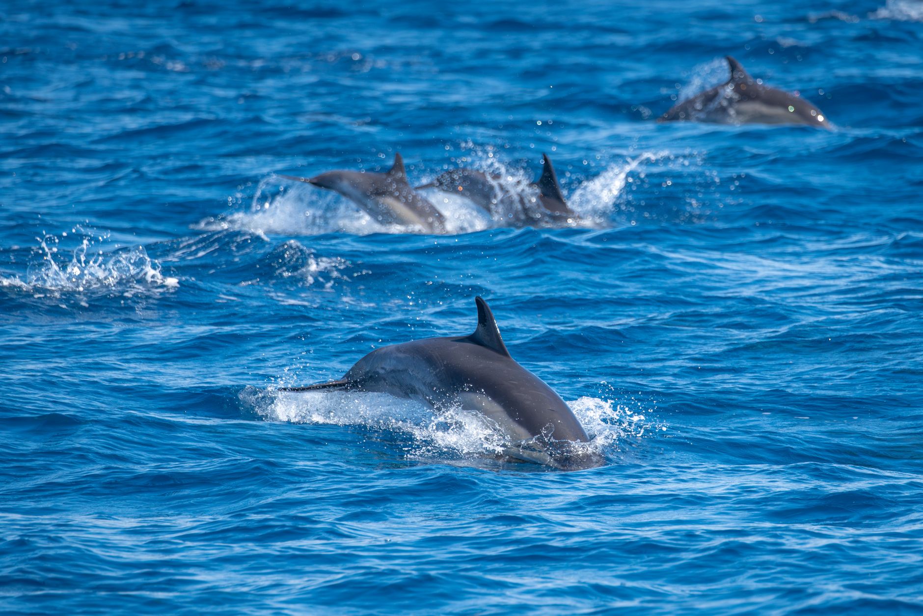 Golfinhos nadando perto da costa de San Cristobal