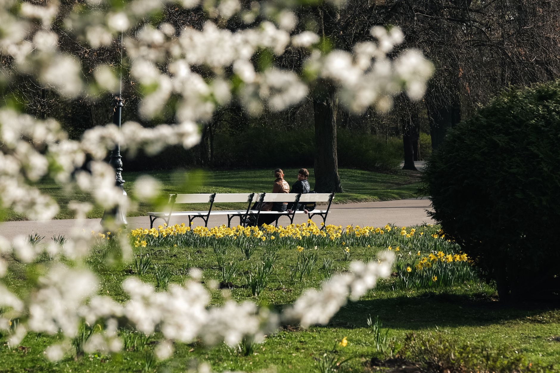 Parque em Oslo durante a primavera com arvores em flor