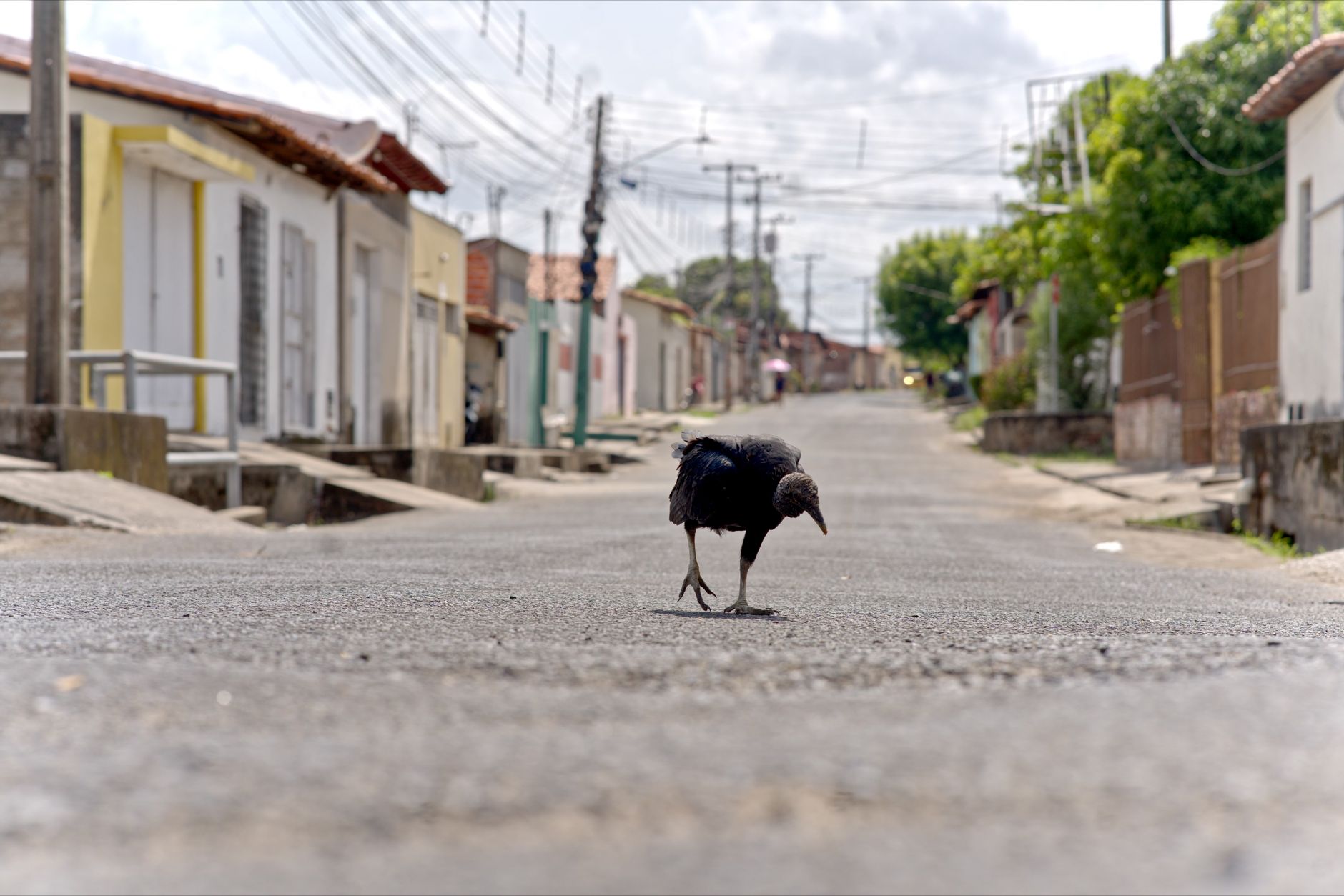 Paisagem rural nos arredores de Teresina